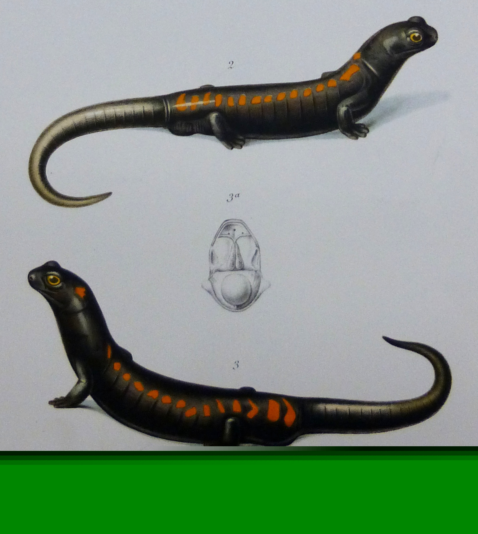 SPELERPES
