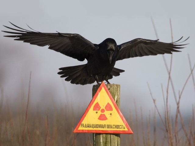 tchernobyl
